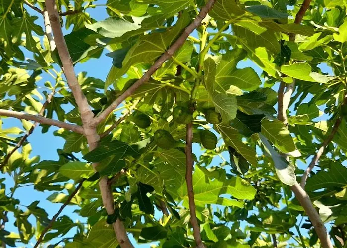 семеен атива - Family Ativa 로제넷츠